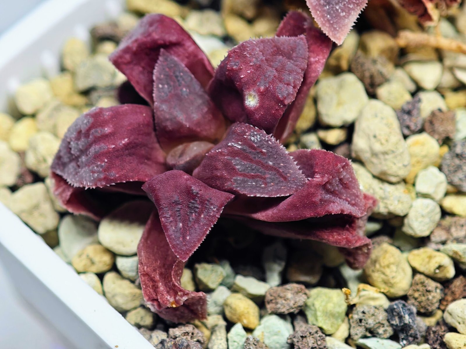 Haworthia Seedling S49 Pygmaea - 13