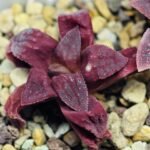 Haworthia Seedling S49 Pygmaea - 14