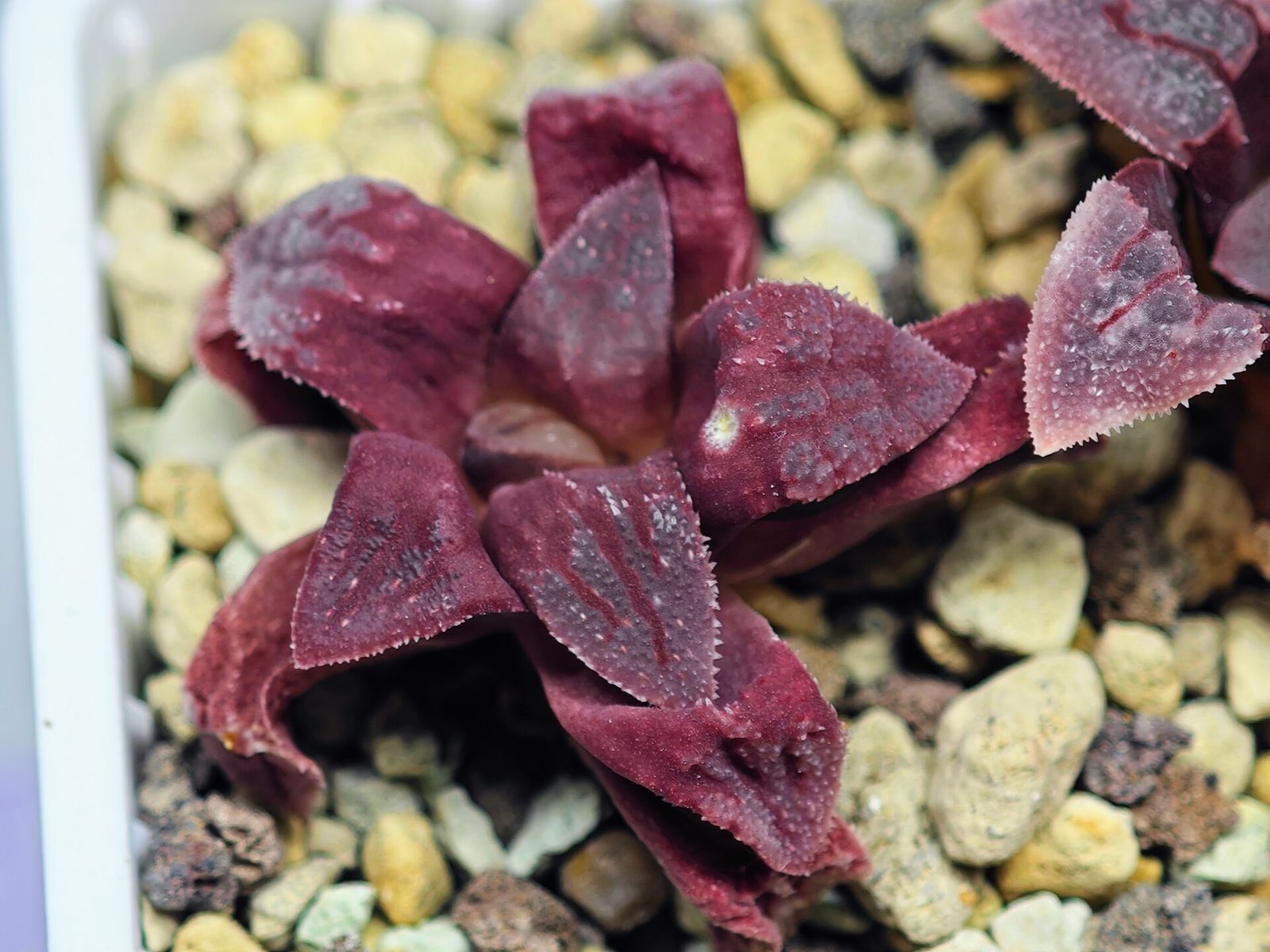 Haworthia Seedling S49 Pygmaea - 14
