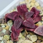 Haworthia Seedling S49 Pygmaea - 15