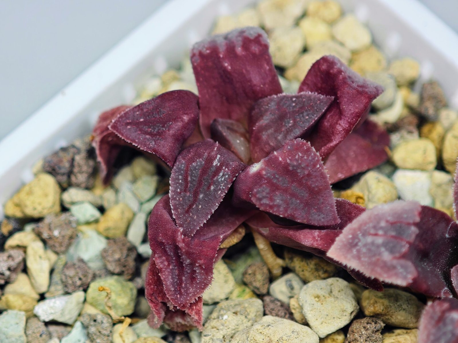 Haworthia Seedling S49 Pygmaea - 15