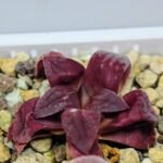 Haworthia Seedling S49 Pygmaea - 16