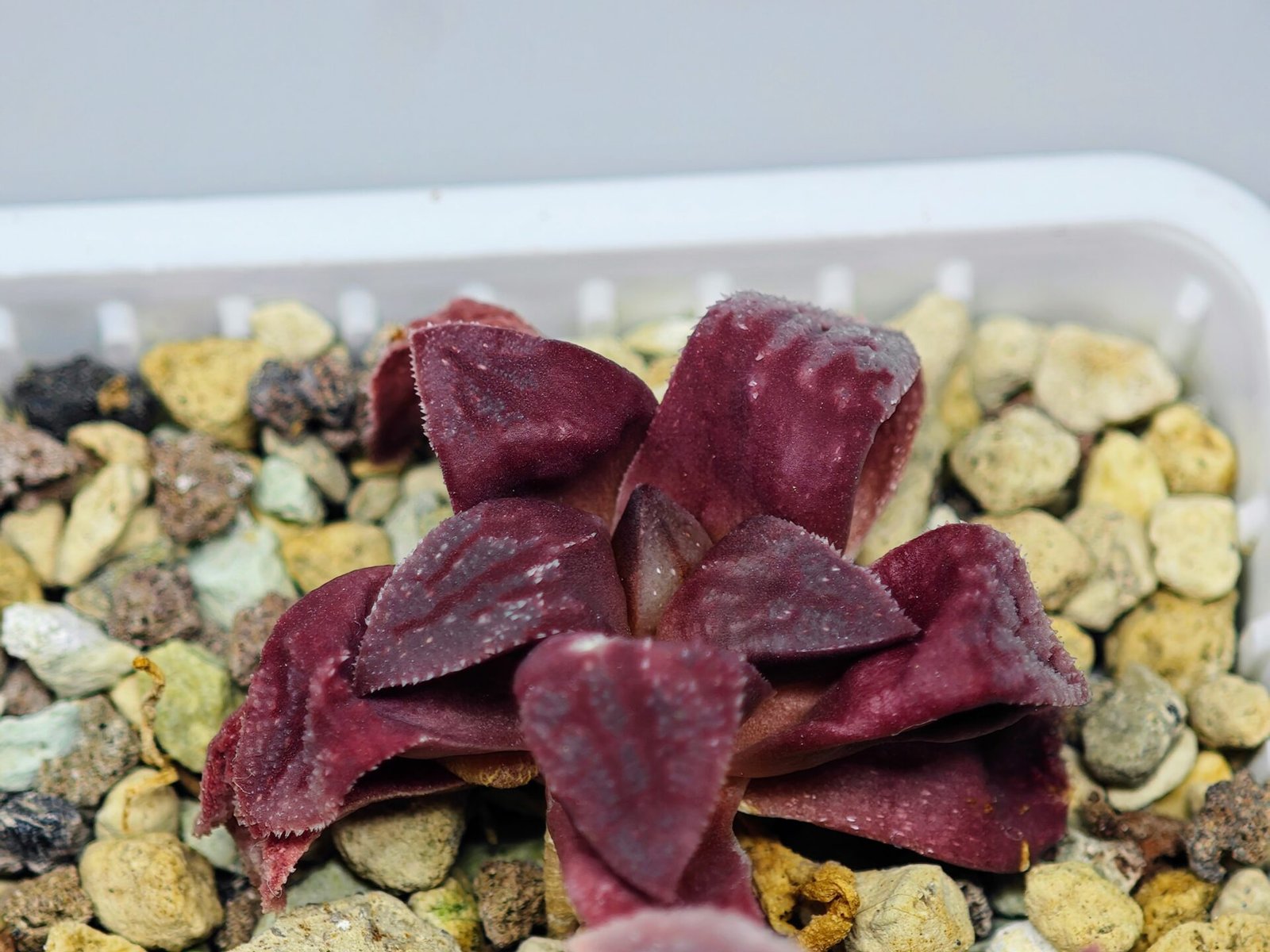 Haworthia Seedling S49 Pygmaea - 16
