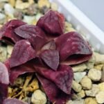Haworthia Seedling S49 Pygmaea - 17