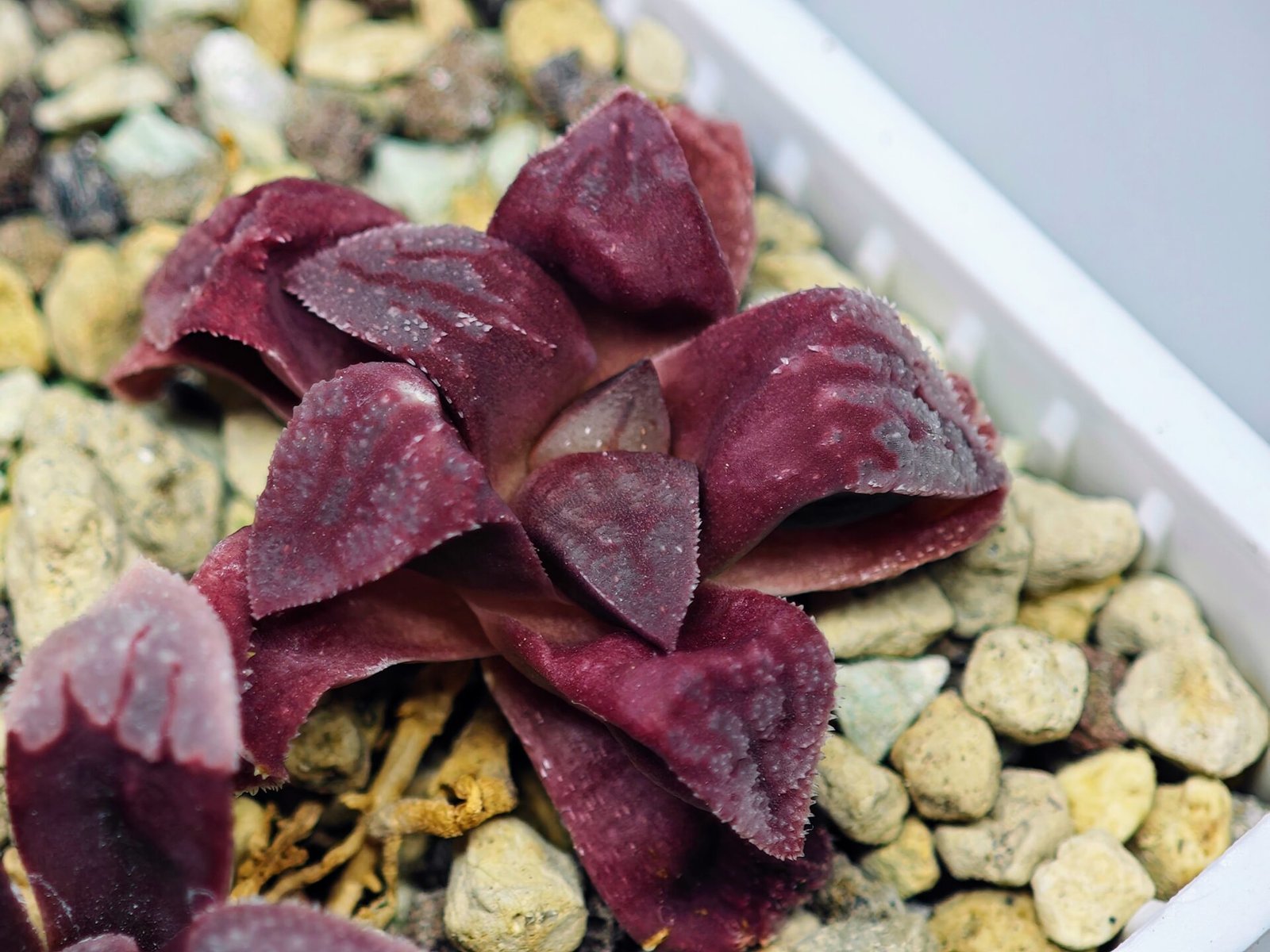 Haworthia Seedling S49 Pygmaea - 17