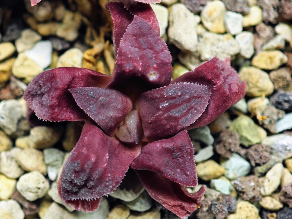 Haworthia Seedling S49 Pygmaea - 8