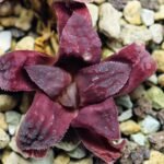 Haworthia Seedling S49 Pygmaea - 8