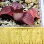 Haworthia Seedling Springbokvlakensis Sandpoort S50 - 13