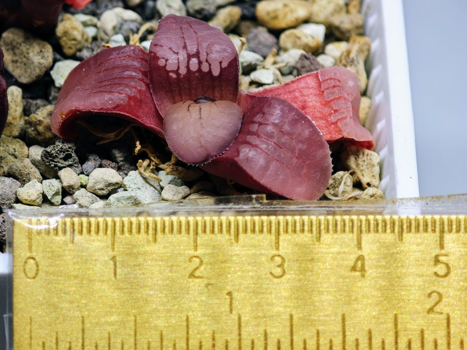 Haworthia Seedling Springbokvlakensis Sandpoort S50 - 13