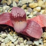 Haworthia Seedling Springbokvlakensis Sandpoort S50 - 14