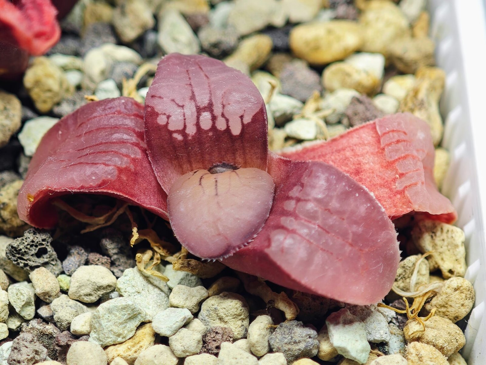 Haworthia Seedling Springbokvlakensis Sandpoort S50 - 14