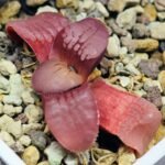 Haworthia Seedling Springbokvlakensis Sandpoort S50 - 15
