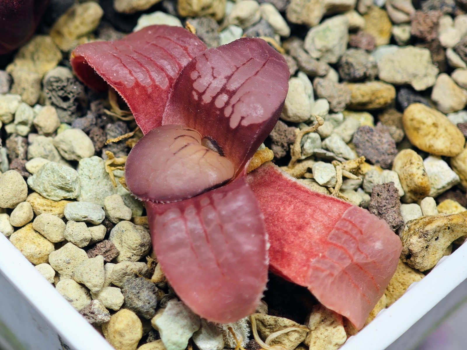 Haworthia Seedling Springbokvlakensis Sandpoort S50 - 15