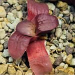 Haworthia Seedling Springbokvlakensis Sandpoort S50 - 16