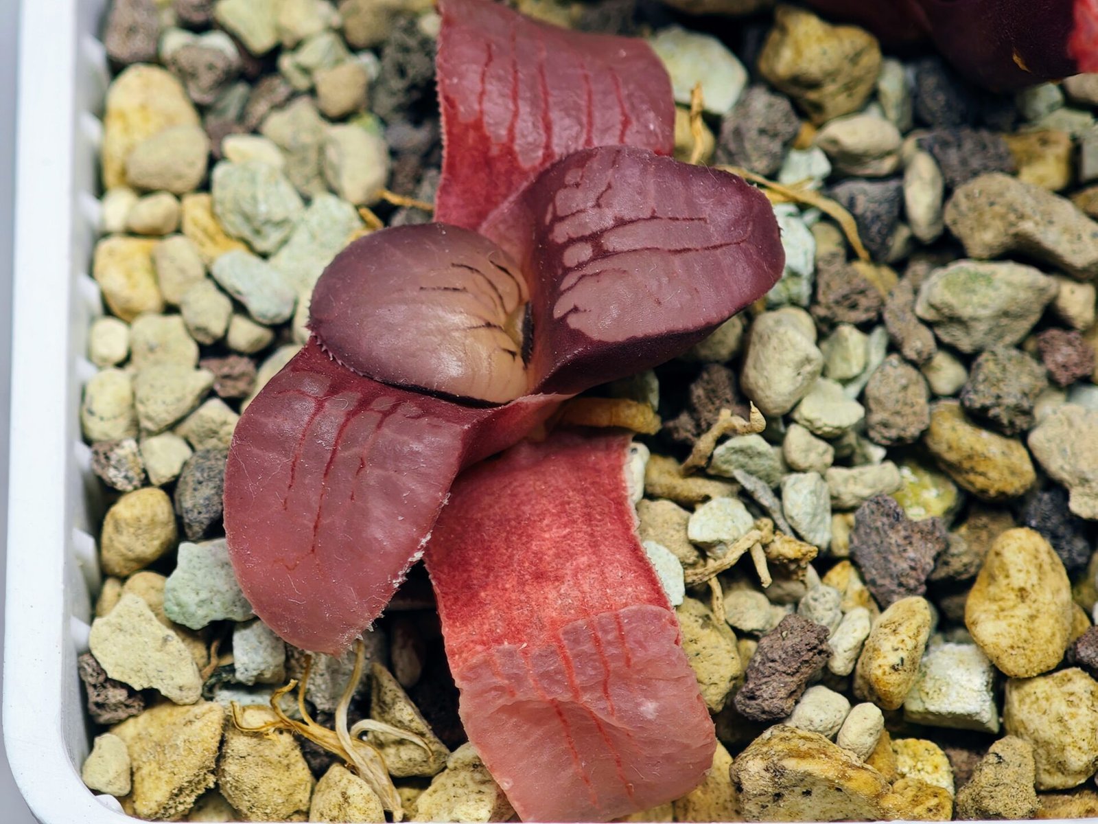 Haworthia Seedling Springbokvlakensis Sandpoort S50 - 16