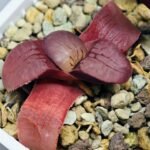 Haworthia Seedling Springbokvlakensis Sandpoort S50 - 17