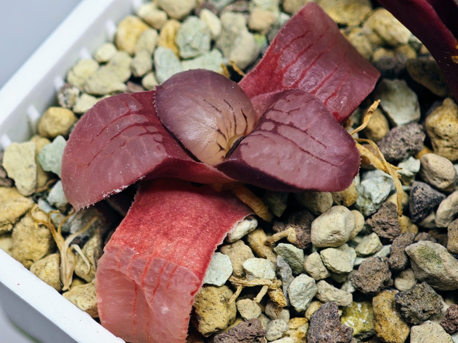 Haworthia Seedling Springbokvlakensis Sandpoort S50 - 17