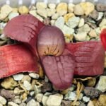 Haworthia Seedling Springbokvlakensis Sandpoort S50 - 18