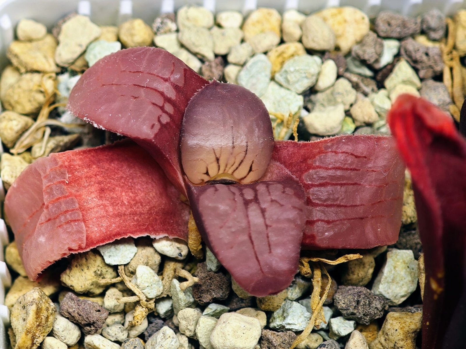 Haworthia Seedling Springbokvlakensis Sandpoort S50 - 18
