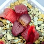 Haworthia Seedling Springbokvlakensis Sandpoort S50 - 19
