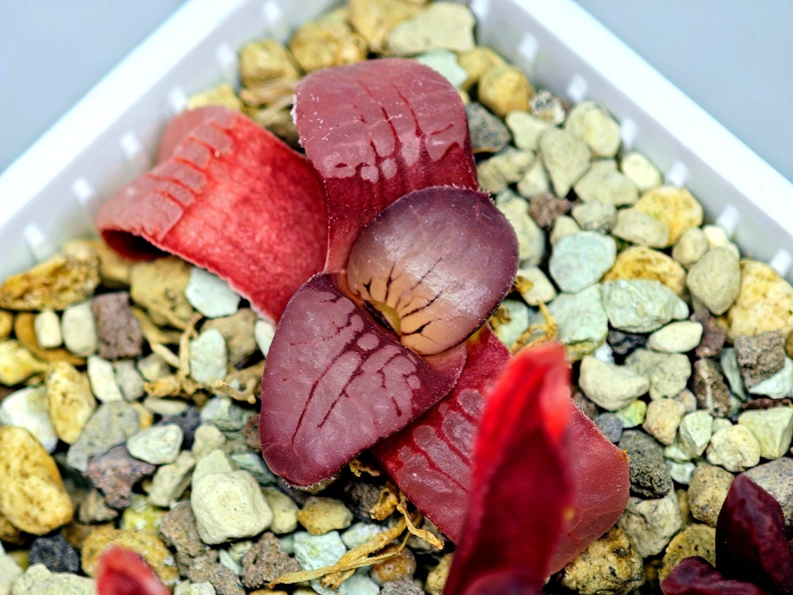 Haworthia Seedling Springbokvlakensis Sandpoort S50 - 19