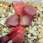 Haworthia Seedling Springbokvlakensis Sandpoort S50 - 20