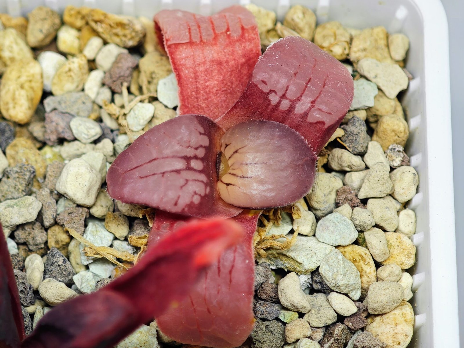 Haworthia Seedling Springbokvlakensis Sandpoort S50 - 20