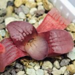 Haworthia Seedling Springbokvlakensis Sandpoort S50 - 21