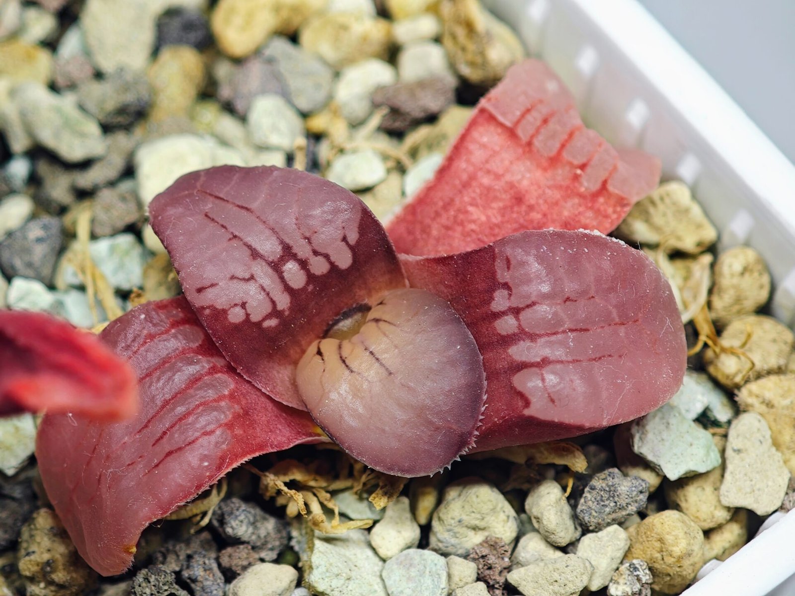Haworthia Seedling Springbokvlakensis Sandpoort S50 - 21