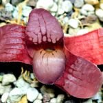 Haworthia Seedling Springbokvlakensis Sandpoort S50 - 12