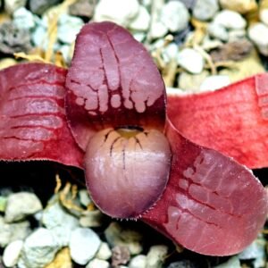 Haworthia Seedling Springbokvlakensis Sandpoort S50 - 12