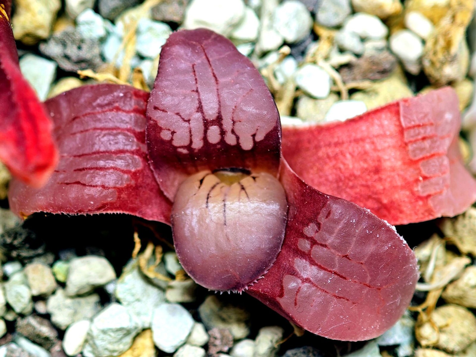 Haworthia Seedling Springbokvlakensis Sandpoort S50 - 12