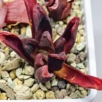 Haworthia Seedling S52 - 15