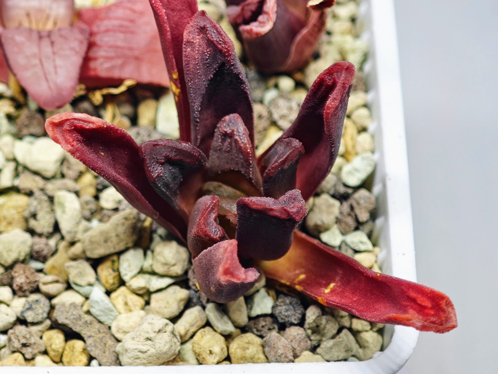 Haworthia Seedling S52 - 15