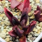 Haworthia Seedling S52 - 16