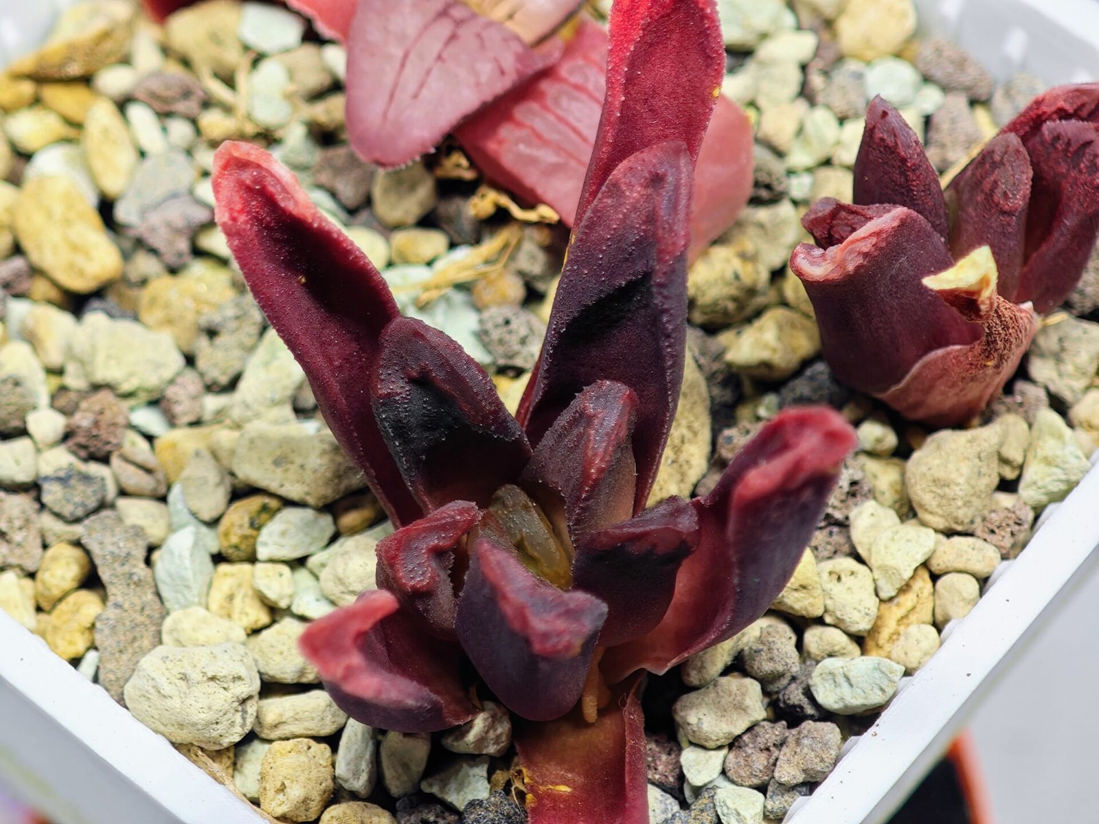 Haworthia Seedling S52 - 16