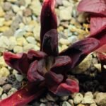 Haworthia Seedling S52 - 17