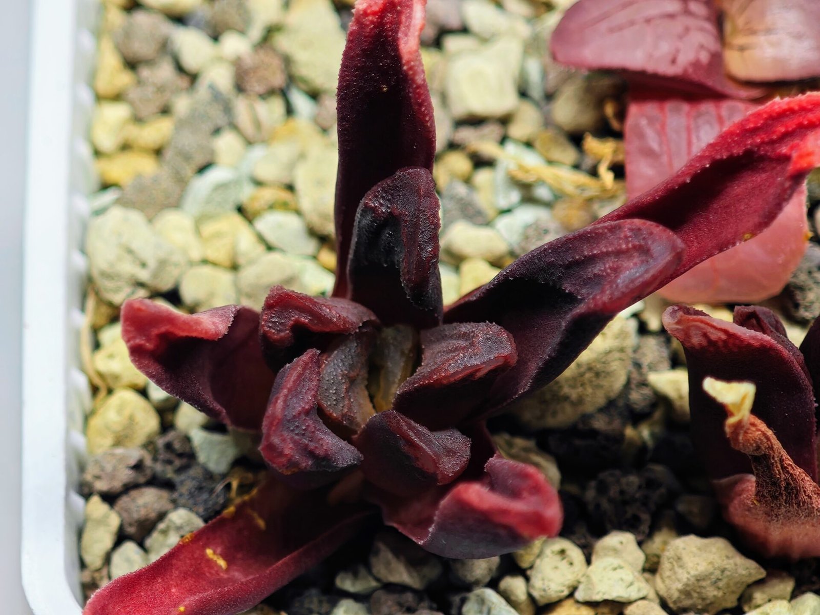 Haworthia Seedling S52 - 17