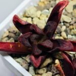 Haworthia Seedling S52 - 1