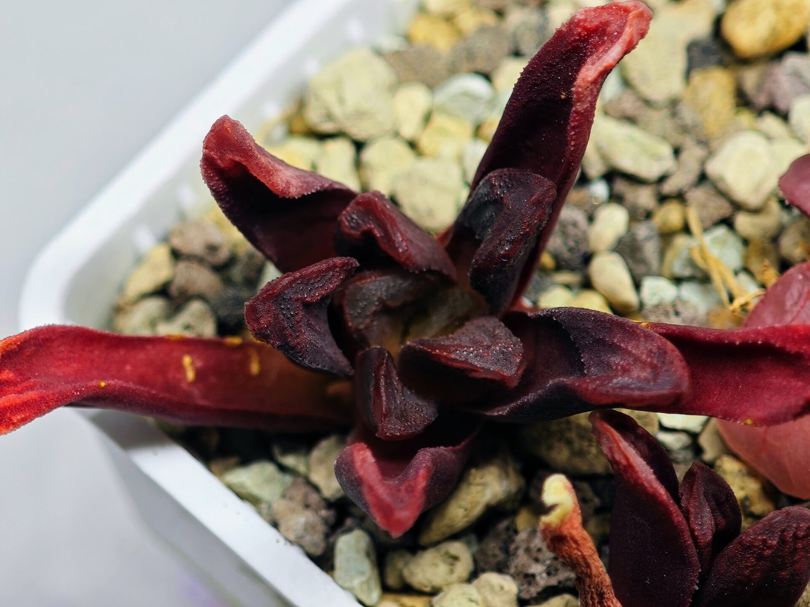 Haworthia Seedling S52 - 1