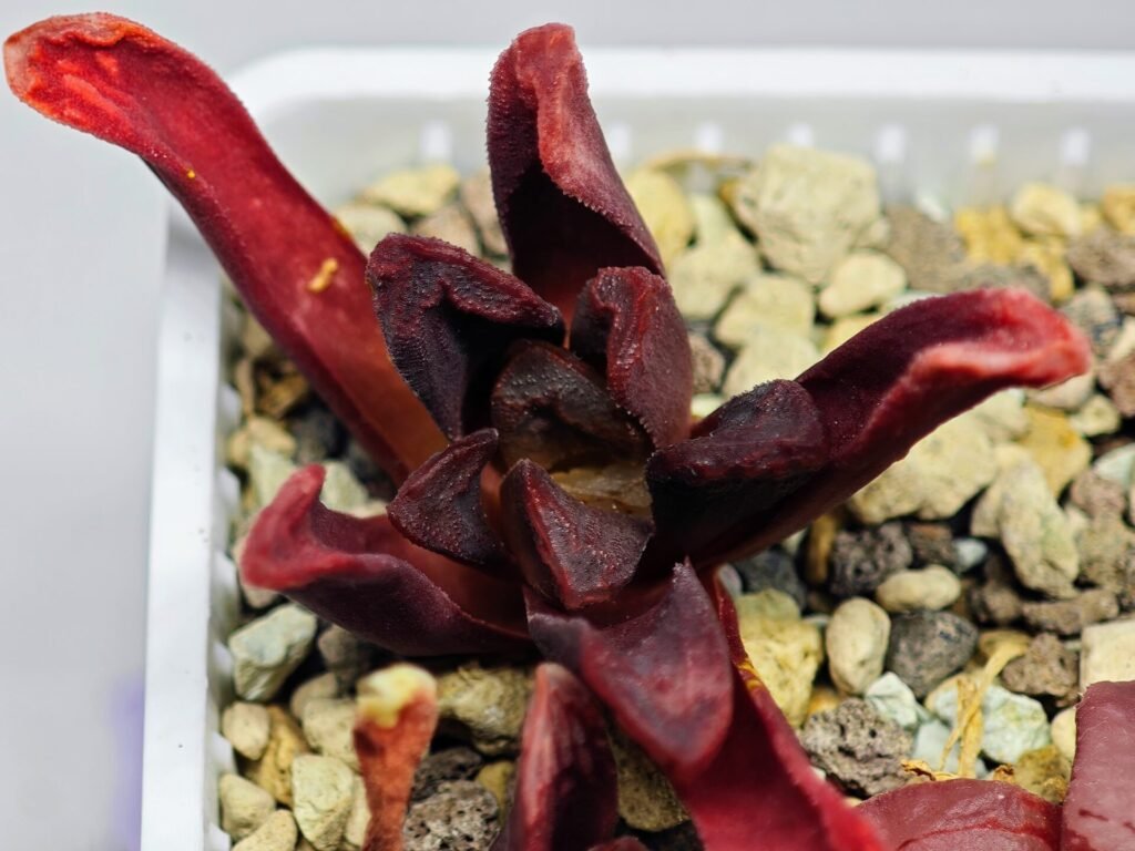 Haworthia Seedling S52 - 2