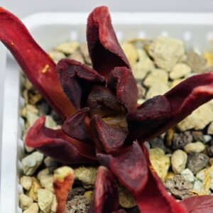 Haworthia Seedling S52 - 2