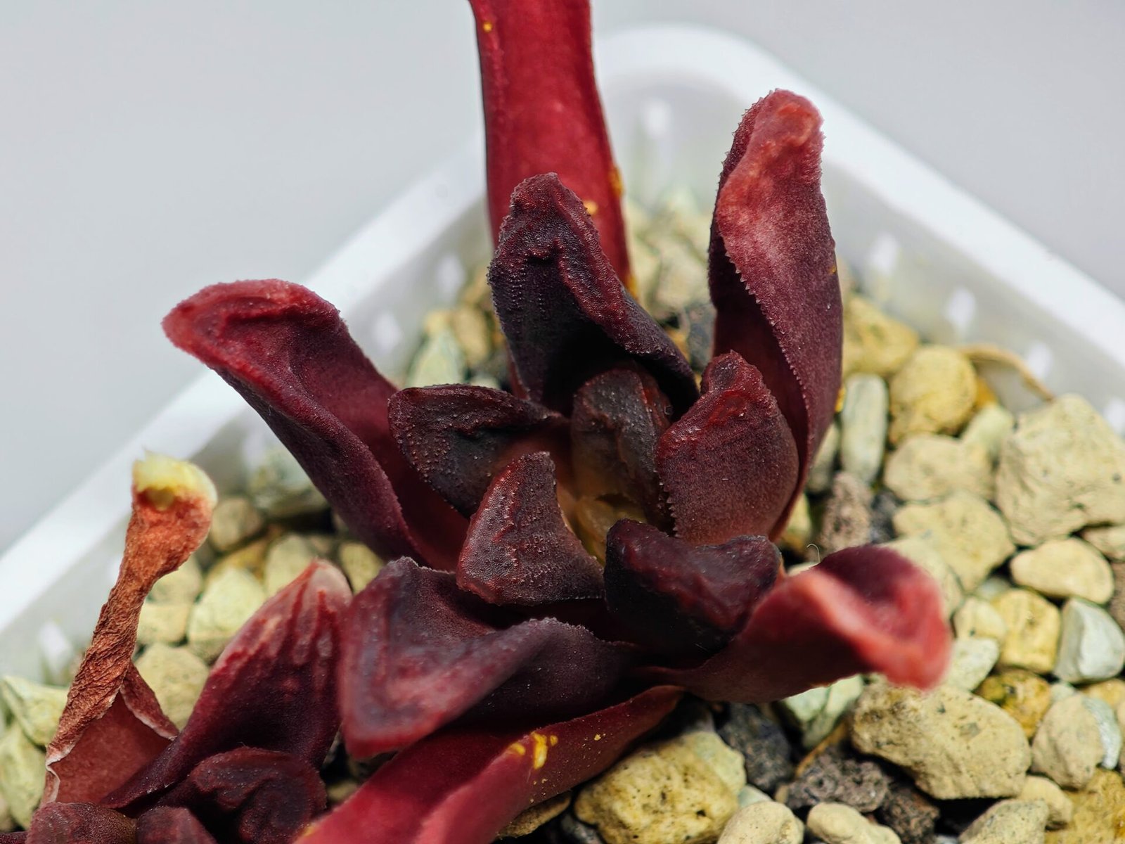 Haworthia Seedling S52 - 3