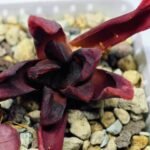 Haworthia Seedling S52 - 4
