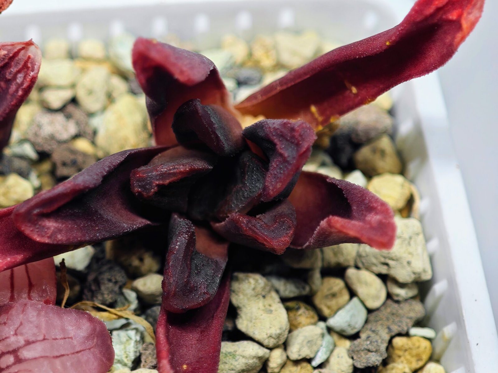 Haworthia Seedling S52 - 4
