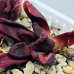 Haworthia Seedling S52 - 14