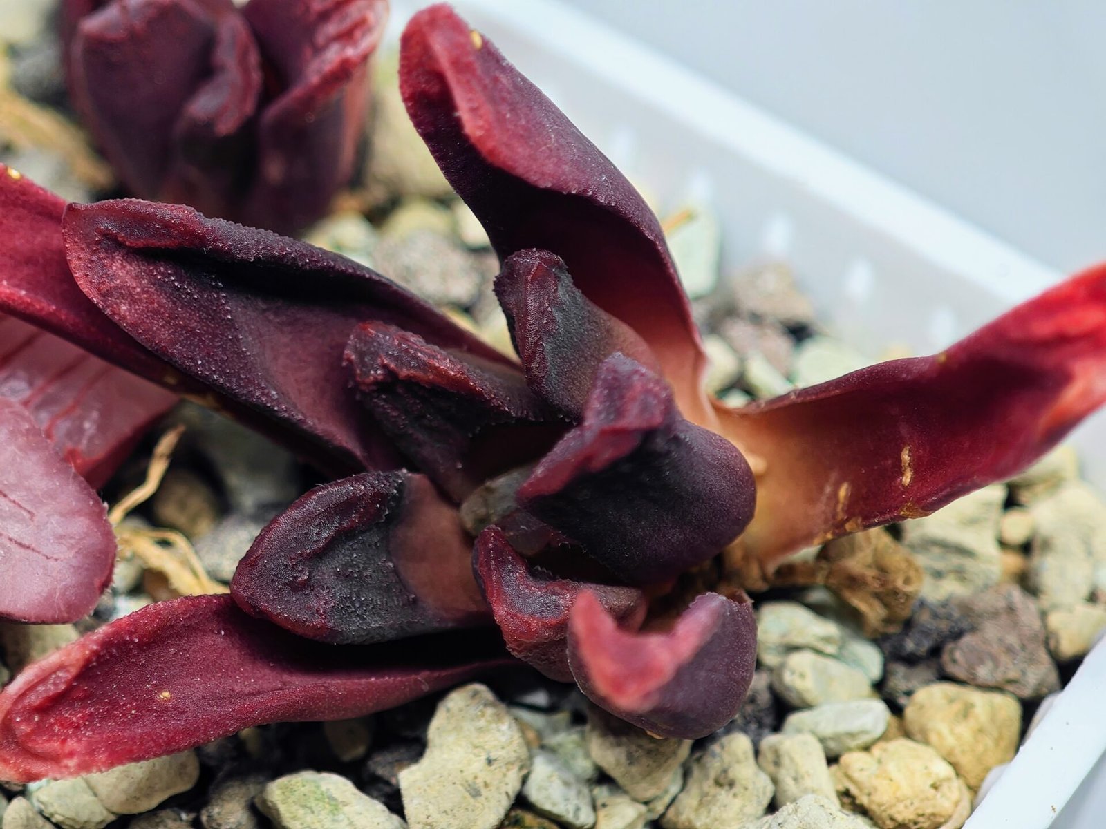 Haworthia Seedling S52 - 14