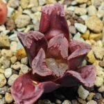 Haworthia Seedling S55A Maughanii x Springbokvlakensis - 8