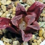 Haworthia Seedling S55A Maughanii x Springbokvlakensis - 10