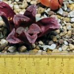 Haworthia Seedling S55A Maughanii x Springbokvlakensis - 12